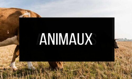 Livres d'Animaux